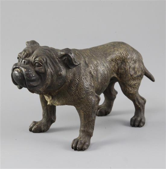 A late 19th century cold painted bronze model of a bulldog, 7.25in.